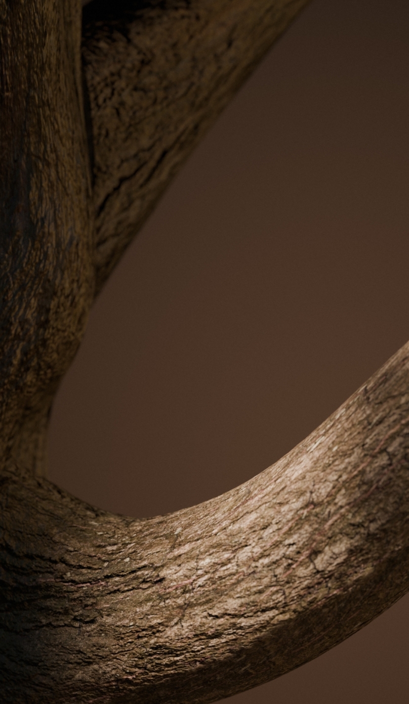 Rooted in Dadu